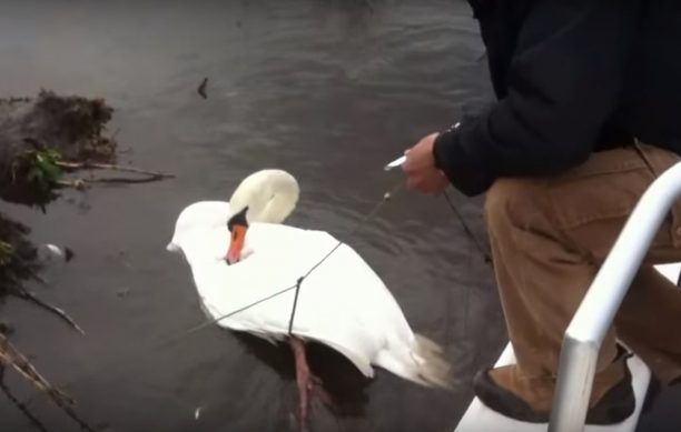 Έσωσαν τον κύκνο που είχε παγιδευτεί σε αγκίστρια στη λίμνη της Καστοριάς (βίντεο)