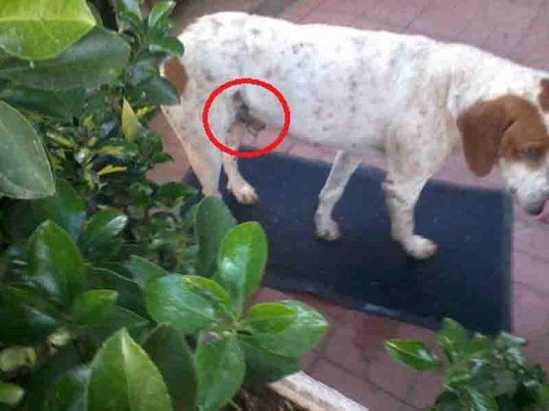 Λαμία: Έκκληση για τον εντοπισμό του σκύλου που κάποιος βασάνισε με σύρμα δένοντας τους όρχεις & τα πόδια του