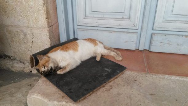 35 ζώα (γάτες, σκύλοι, πουλιά) νεκρά από φόλες στη Λευκάδα