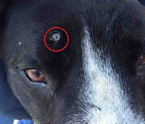 Πυροβόλησε 3 φορές με αεροβόλο το αδέσποτο σκυλί μέρα μεσημέρι στο κέντρο της Κομοτηνής