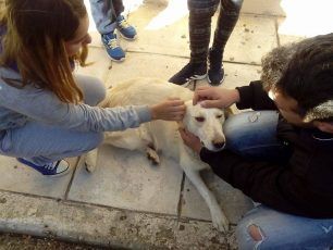 Πάτησε με το αυτοκίνητο τον σκύλο του σχολείου την ώρα που κοιμόταν στο Μαργαρίτι Θεσπρωτίας και κανείς δεν τον κατήγγειλε