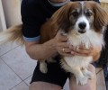 Χάθηκε αρσενικός σκύλος στην Αργυρούπολη Αττικής