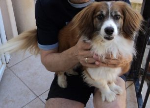 Χάθηκε αρσενικός σκύλος στην Αργυρούπολη Αττικής