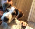 Χάθηκε σκύλος στη Νέα Πεντέλη
