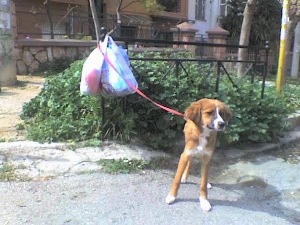 Νέα Σμύρνη: Έδεσε τον σκελετωμένο σκύλο στο κάγκελο και τον εγκατέλειψε αφήνοντας σημείωμα που γράφει: «Είμαι μόνος»