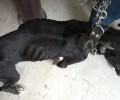 Λάρισα: Έκκληση για τη φιλοξενία του σκελετωμένου και άρρωστου σκύλου που βρήκαν δεμένο σε χωράφι