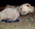 Έσωσαν τον σκύλο που κάποιος πέταξε στην Πάρνηθα επειδή έχει καρκίνο (βίντεο)