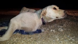 Έσωσαν τον σκύλο που κάποιος πέταξε στην Πάρνηθα επειδή έχει καρκίνο (βίντεο)