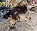 Η Ορμύλια Χαλκιδικής διάσπαρτη με τα πτώματα των δηλητηριασμένων αδέσποτων ζώων