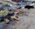 Μετά τον Πολύγυρο Χαλκιδικής φόλες και δηλητηριασμένα ζώα σε Παλαιόχωρα και Ορμύλια