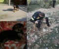 Οι πυροσβέστες έσωσαν το κουταβάκι που είχε εγκλωβιστεί σε γκρεμό στην Πετρούπολη Αττικής