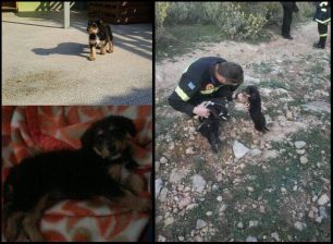 Οι πυροσβέστες έσωσαν το κουταβάκι που είχε εγκλωβιστεί σε γκρεμό στην Πετρούπολη Αττικής