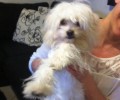 Βρήκε θηλυκό μικρόσωμο σκυλί στην Πετρούπολη