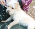 Χάθηκε αρσενικός μικρόσωμος σκύλος στο Λαύριο