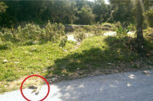 Δρέπανο Ηγουμενίτσας: Βρήκε κομμένο και δεμένο με σχοινί το πόδι του σκύλου