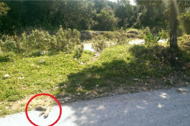 Δρέπανο Ηγουμενίτσας: Βρήκε κομμένο και δεμένο με σχοινί το πόδι του σκύλου