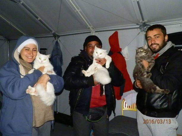 Έκκληση για την προσφορά τροφής για τις γάτες των προσφύγων που ζουν στην Ειδομένη