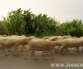 Λέσβος: Πέταξαν τα νεκρά αιγοπρόβατα αντί να τα θάψουν (βίντεο)