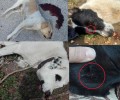 Αναζητούν τον εγκληματία που δολοφονεί σκυλιά στην Ραφήνα πυροβολώντας τα στο κεφάλι