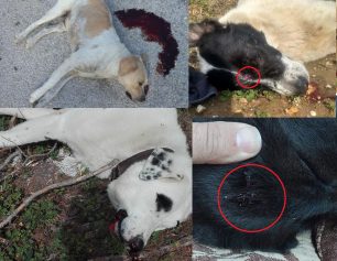 Αναζητούν τον εγκληματία που δολοφονεί σκυλιά στην Ραφήνα πυροβολώντας τα στο κεφάλι