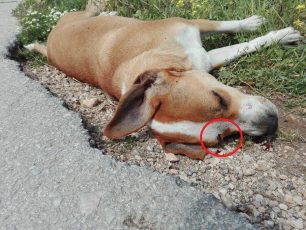 Άλλα δύο σκυλιά νεκρά πυροβολημένα στο κεφάλι έξω από το Δημοτικό Κυνοκομείο Ραφήνας - Πικερμίου