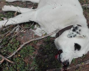 Πυροβόλησε και σκότωσε τον σκύλο στο δάσος της Ραφήνας