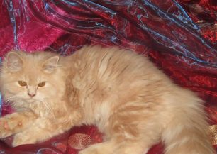Έχασε τη γάτα της στην Πλ. Σινάνη στο Ηράκλειο Κρήτης