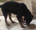 Καλά στην υγεία του σκυλί που κάποιος έχει αλυσοδέσει στο ακατοίκητο χωριό Σφεντύλι