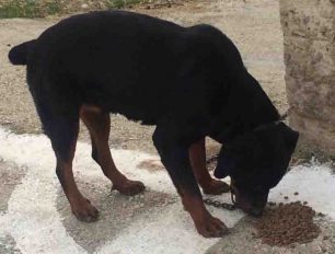 Καλά στην υγεία του σκυλί που κάποιος έχει αλυσοδέσει στο ακατοίκητο χωριό Σφεντύλι