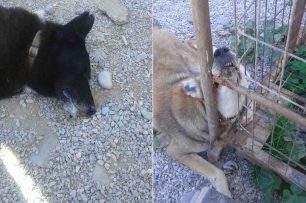 Έριξαν φόλες και σκότωσαν 4 σκυλιά που φιλοξενούνται στο καταφύγιο του Φιλοζωικού Συλλόγου Σητείας