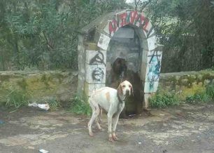 Έκκληση για την σωτηρία του σκελετωμένου σκύλου που βρίσκεται στην Σπάρτη