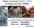 Χάθηκε θηλυκός σκύλος στην Σταμάτα Αττικής