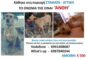 Χάθηκε θηλυκός σκύλος στην Σταμάτα Αττικής