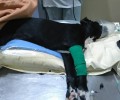 Θεσσαλονίκη: Έσπασε στο ξύλο και σκότωσε τον μόλις 3 μηνών σκύλο του αλλά συνελήφθη (βίντεο)