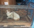 Θεσσαλονίκη: Καταδικάστηκε με αναστολή ο άνδρας που παγίδευε και εξαφάνισε γάτες (βίντεο)