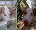 Θήβα: Έσωσαν τον σκελετωμένο σκύλο που βρήκαν με την θηλιά στο λαιμό και αναζητούν το κατάλληλο σπιτικό