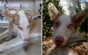 Θήβα: Έσωσαν τον σκελετωμένο σκύλο που βρήκαν με την θηλιά στο λαιμό και αναζητούν το κατάλληλο σπιτικό