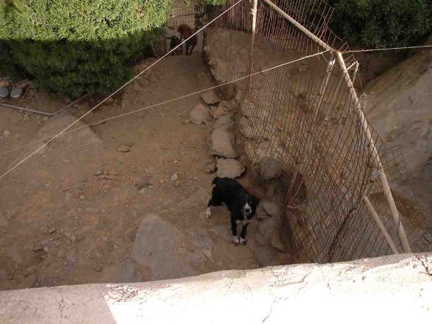 Έκκληση βοήθειας για τον ηλικιωμένο άνδρα που φροντίζει ολομόναχος 20 σκύλους και 12 γάτες στην Τήνο