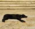 Τραυματισμένος εντοπίστηκε ο Ρούμπη ένας από τους πιο γνωστούς αδέσποτους σκύλους της Αθήνας
