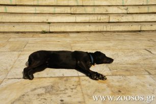 Τραυματισμένος εντοπίστηκε ο Ρούμπη ένας από τους πιο γνωστούς αδέσποτους σκύλους της Αθήνας