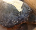Βρήκαν θαλάσσια χελώνα χτυπημένη στο κεφάλι στο Αργοστόλι Κεφαλλονιάς