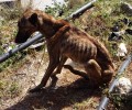 Βρήκε το σκυλί σκελετωμένο, ετοιμοθάνατο με μια θηλιά γύρω από τον λαιμό στο Ξεροπήγαδο Ιεράπετρας (βίντεο)