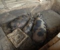 Χίος: Συστηματικός βασανισμός εκατοντάδων ζώων στην φάρμα της φρίκης