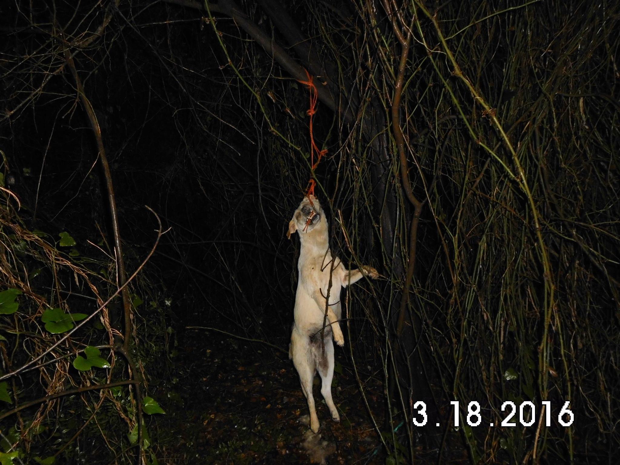Βρήκε τον σκύλο απαγχονισμένο στην Ζαχάρω Ηλείας