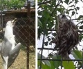 Αγγελόκαστρο Αιτωλοακαρνανίας: Σκοτώνει πουλιά και τα κρεμάει στην περίφραξη του κτήματος του!