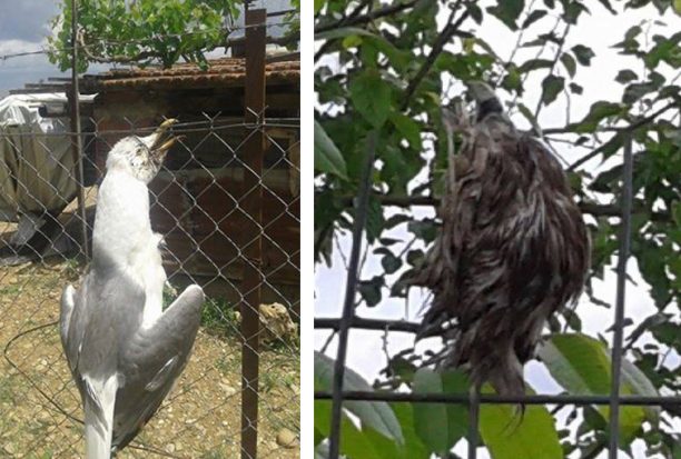 Αγγελόκαστρο Αιτωλοακαρνανίας: Σκοτώνει πουλιά και τα κρεμάει στην περίφραξη του κτήματος του!