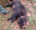 Κυνηγοί βασανίζουν μέχρι θανάτου αγριογούρουνο και ανεβάζουν το κατόρθωμα τους στο facebook (βίντεο)
