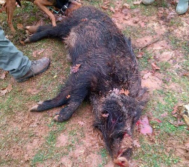 Κυνηγοί βασανίζουν μέχρι θανάτου αγριογούρουνο και ανεβάζουν το κατόρθωμα τους στο facebook (βίντεο)