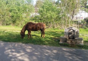 Λάρισα: Άφησε ελεύθερο το υπέργηρο άλογο να κυκλοφορεί σε δημόσιο χώρο για να μην το καταπιέζει!