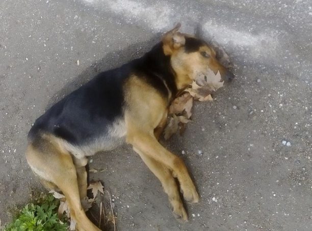 Επικήρυξαν τον δράστη, καταδικάζει τον δολοφόνο των σκυλιών και ο Δήμος Αμυνταίου
